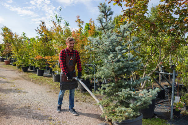 Professional  Tree Services in Maple Bluff, WI